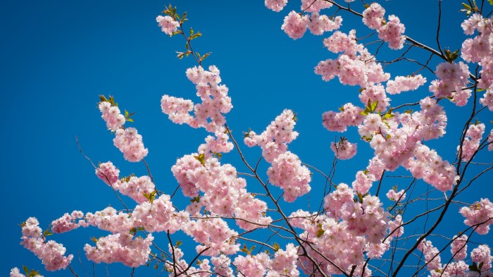 Körsbärsträd i blom