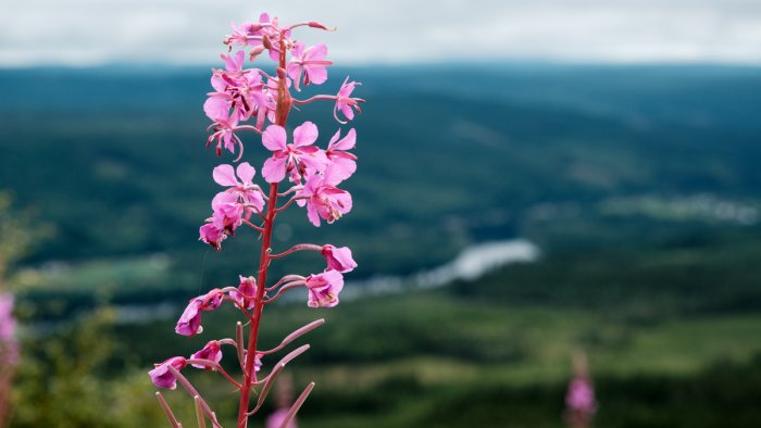 Blommor på berget